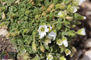 saxifraga androsacea (1)